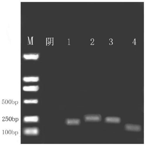 Primer and probe combination for RAA-LFD detection of chicken infectious laryngotracheitis virus and application of primer and probe combination