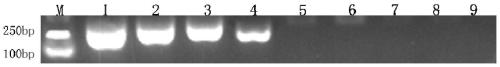 Primer and probe combination for RAA-LFD detection of chicken infectious laryngotracheitis virus and application of primer and probe combination