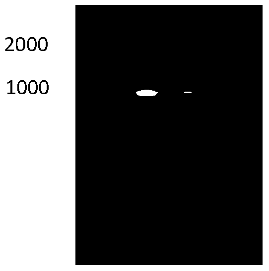 A strain of Saccharomyces cerevisiae used for solid fermentation and its application