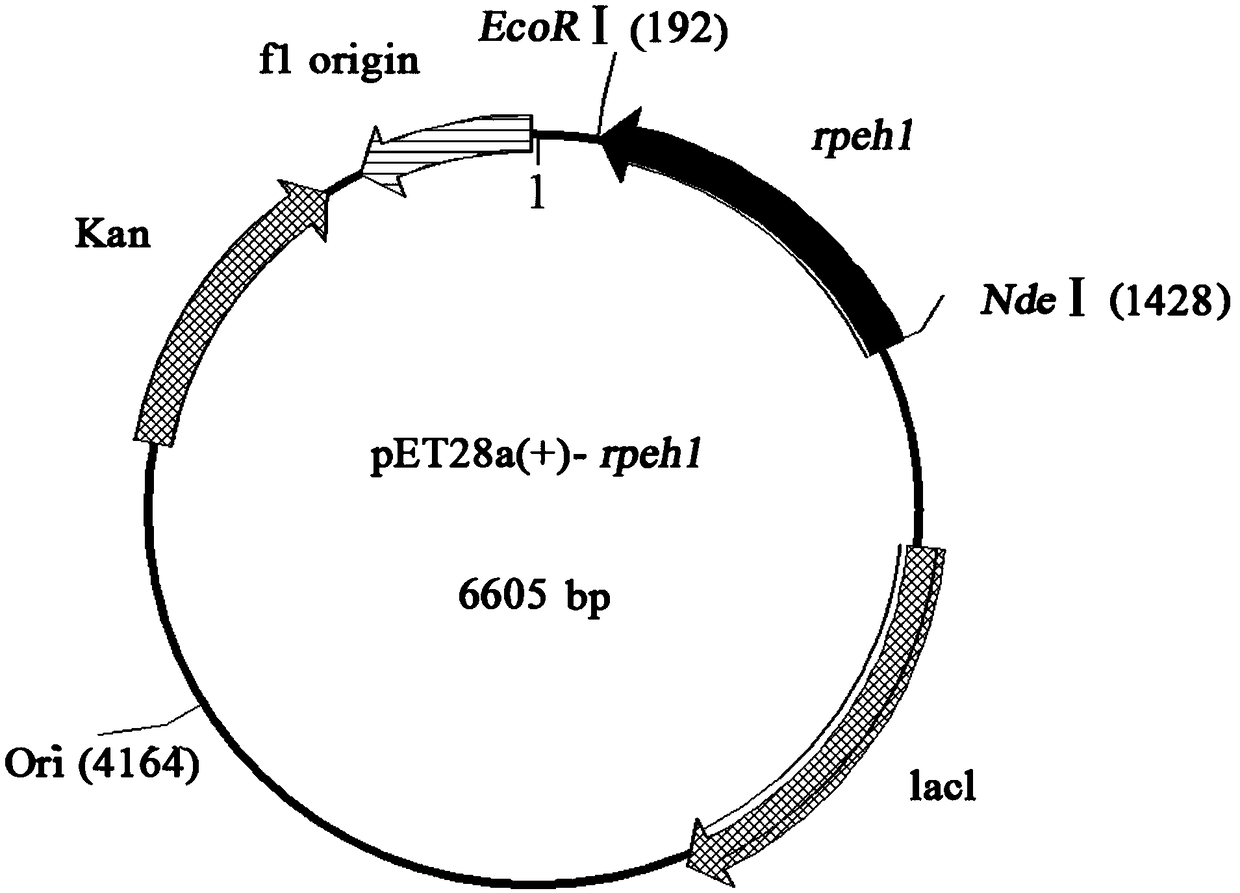 Epoxide hydrolase from rhodosporidium paludigenum and application of epoxide hydrolase