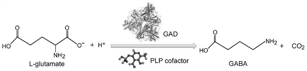 Glutamate decarboxylase mutant and application thereof in preparation of gamma-aminobutyric acid