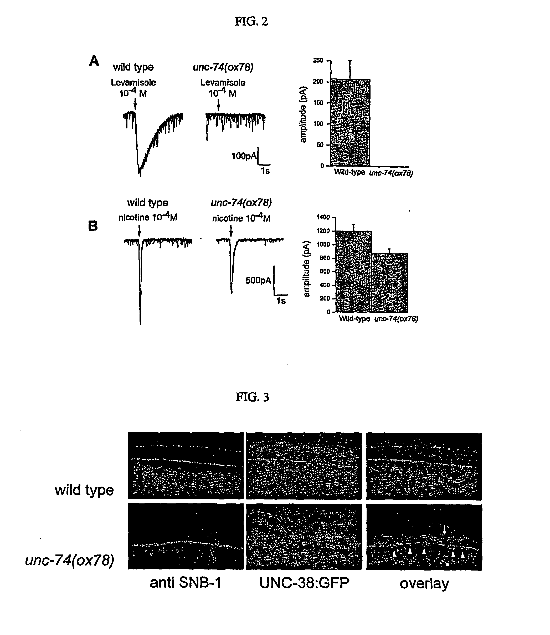 Acetylycholine gated ion channel chaperons and methods of using the same