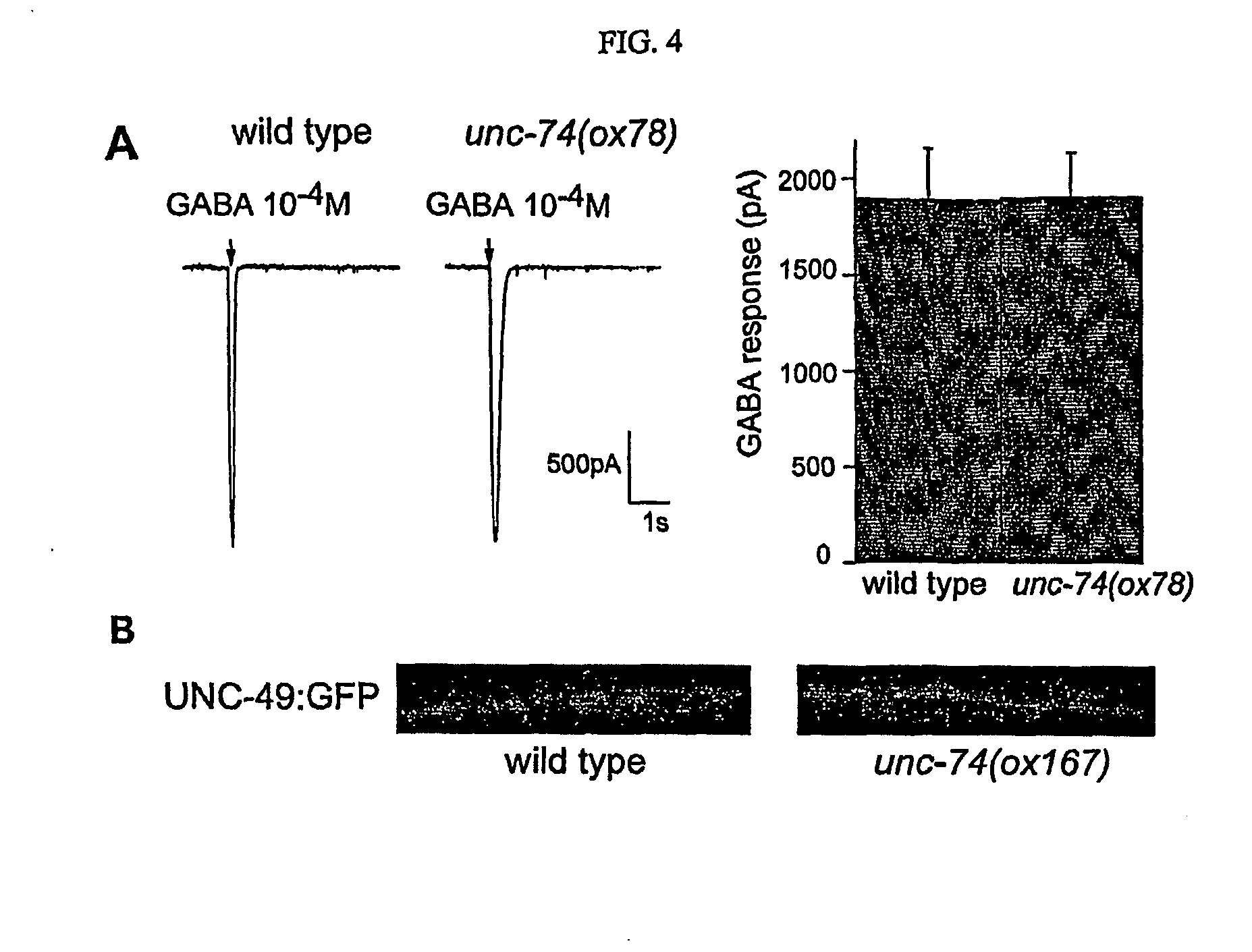 Acetylycholine gated ion channel chaperons and methods of using the same