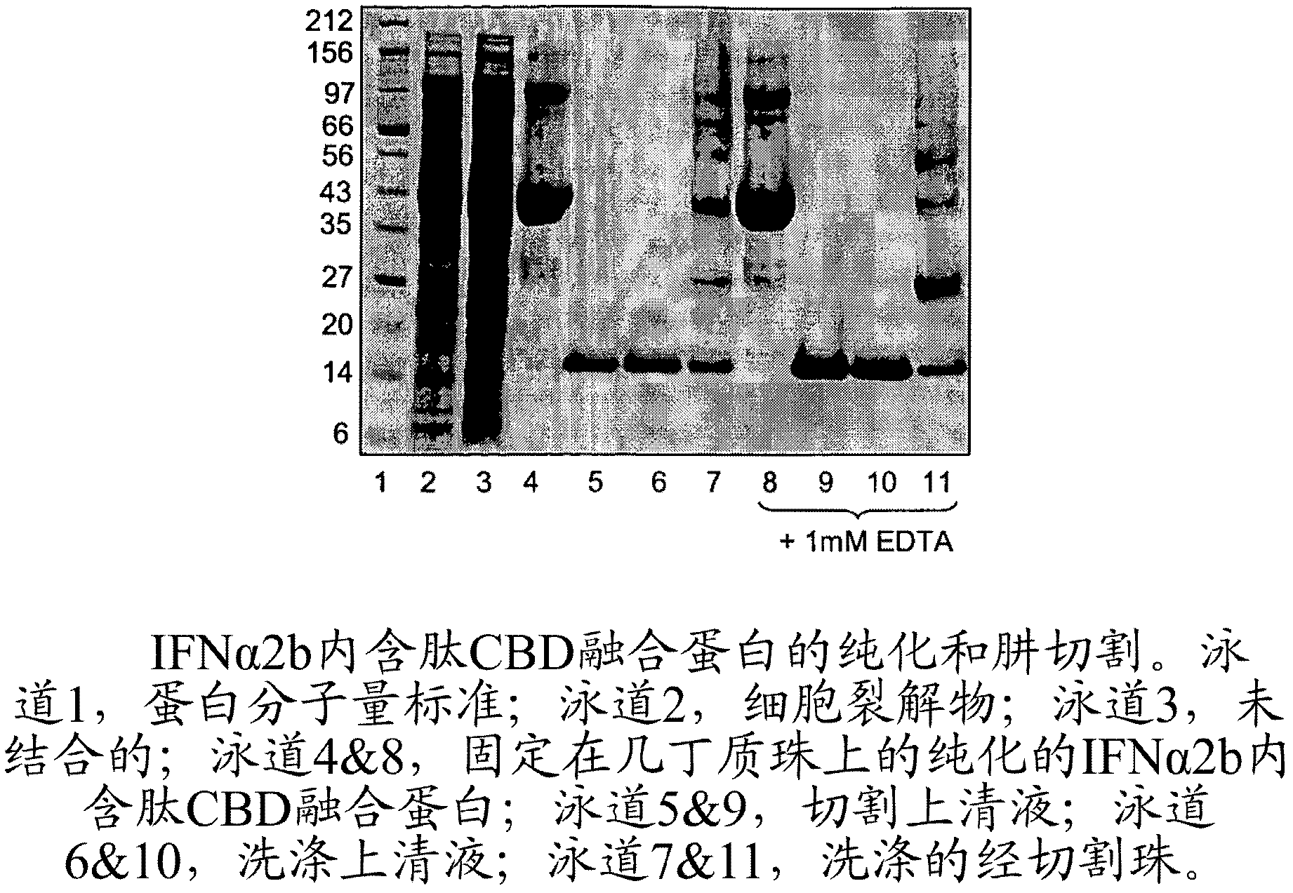 Method of labelling interferons with peg