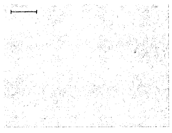 Rolling formation method of large and medium stainless steel hollow disc-shaped forge piece