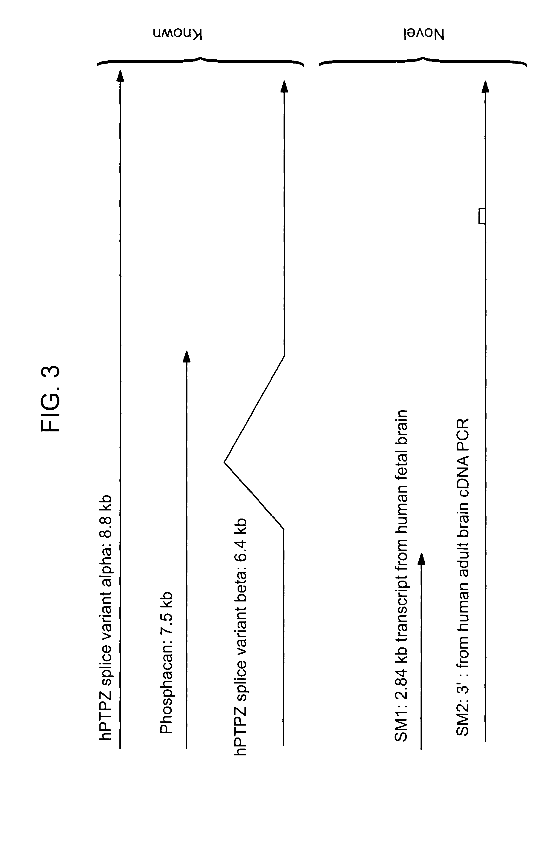 Use of protein biomolecular targets in the treatment and visualization of brain tumors