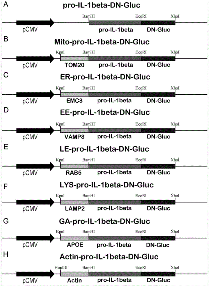 Inflammasome activity reporting system for sub-cellular localization and application thereof