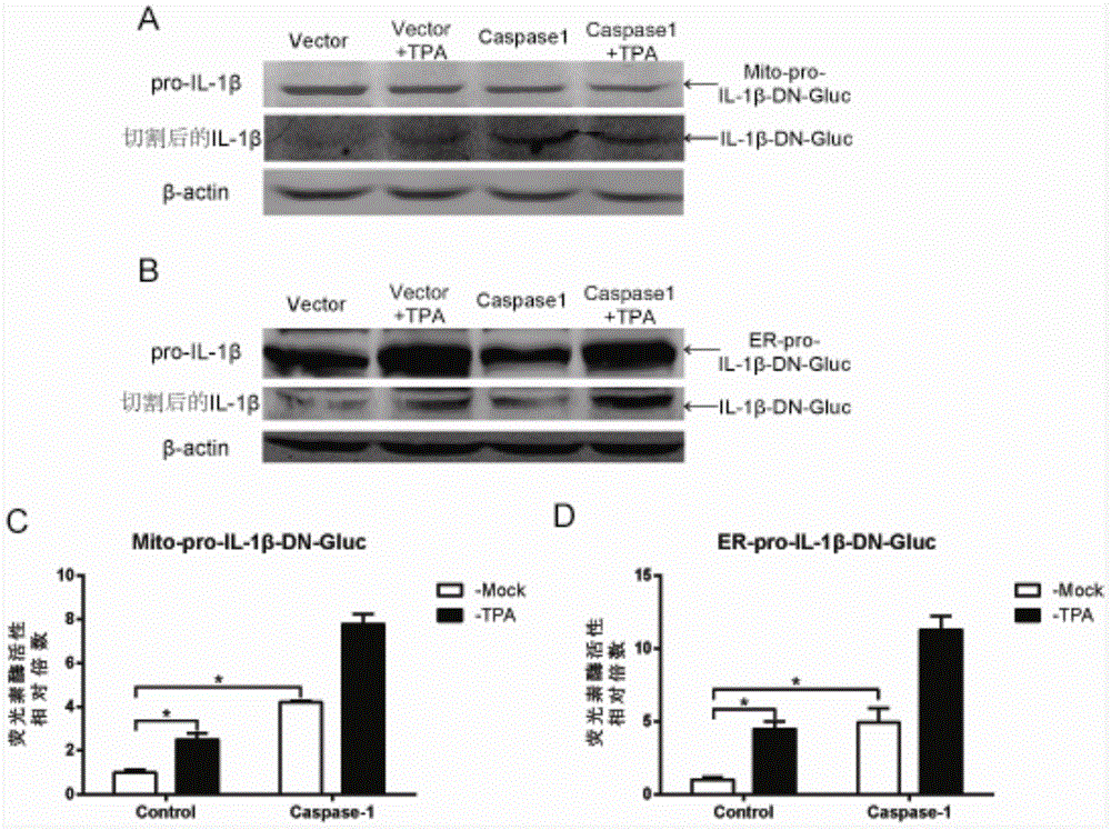 Inflammasome activity reporting system for sub-cellular localization and application thereof