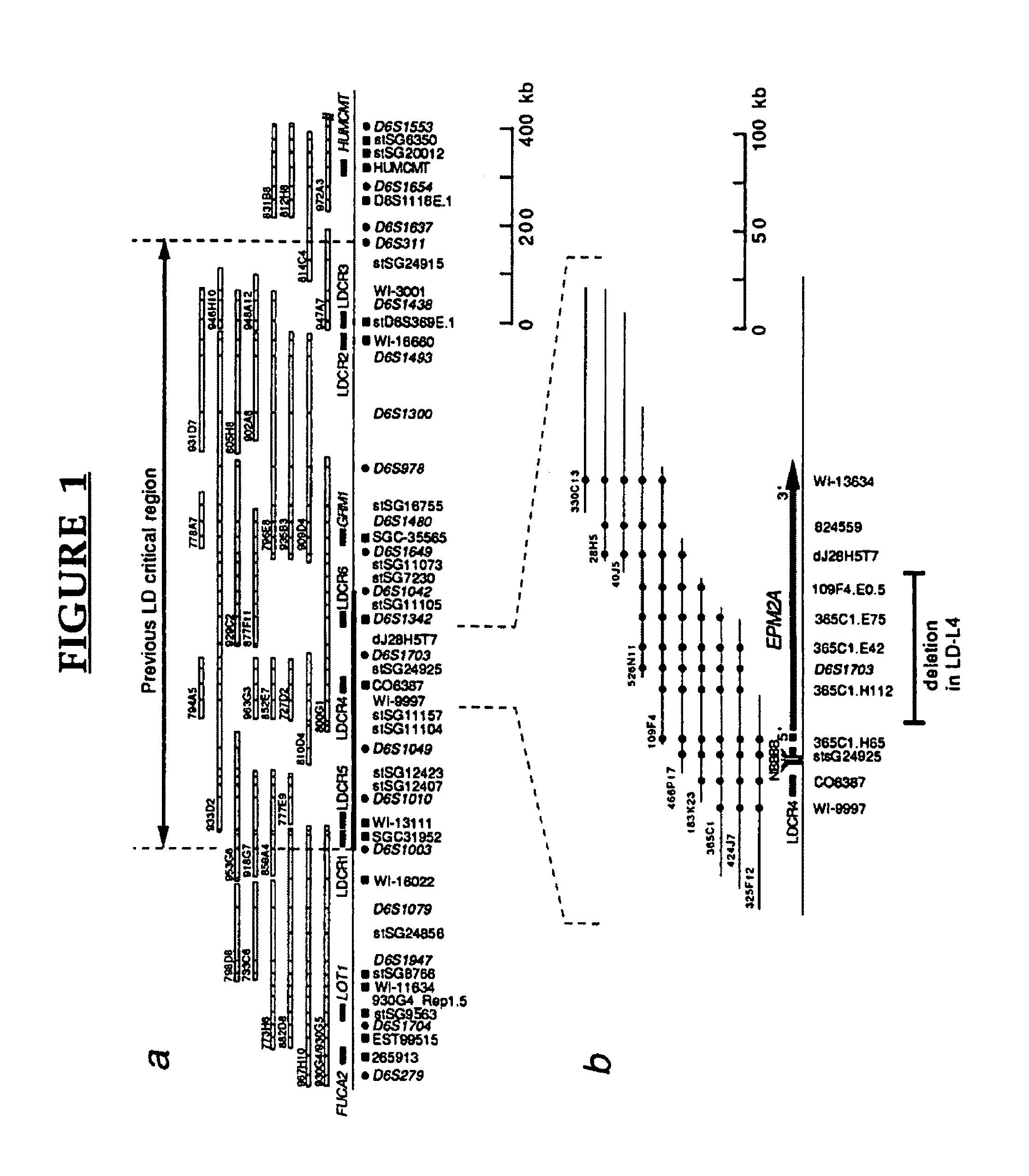 Lafora's disease gene