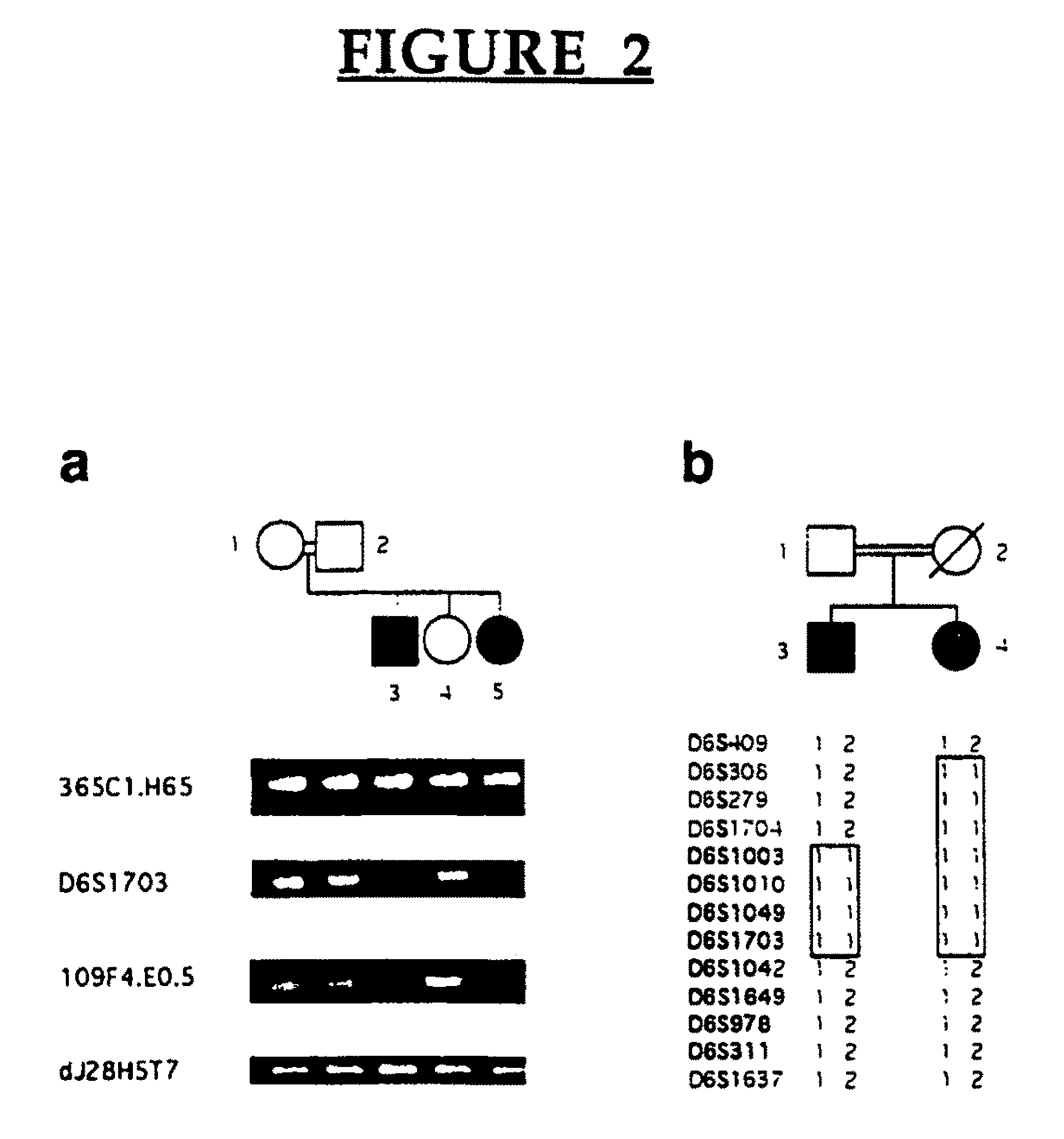 Lafora's disease gene