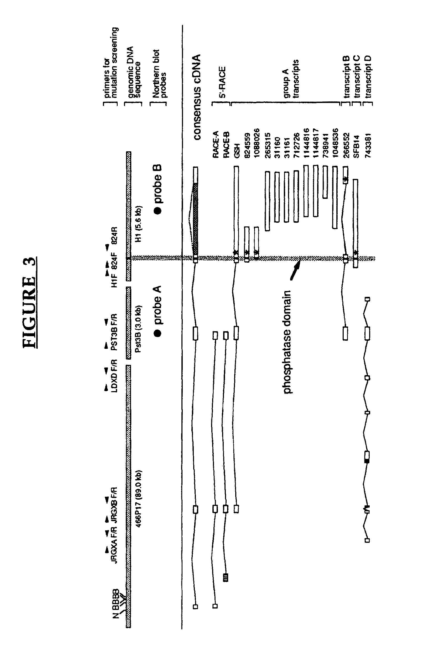 Lafora's disease gene