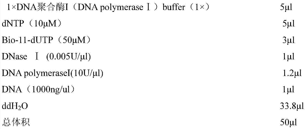 Method for interspecific hybrid genome in-situ hybridization of crambe cordifolia