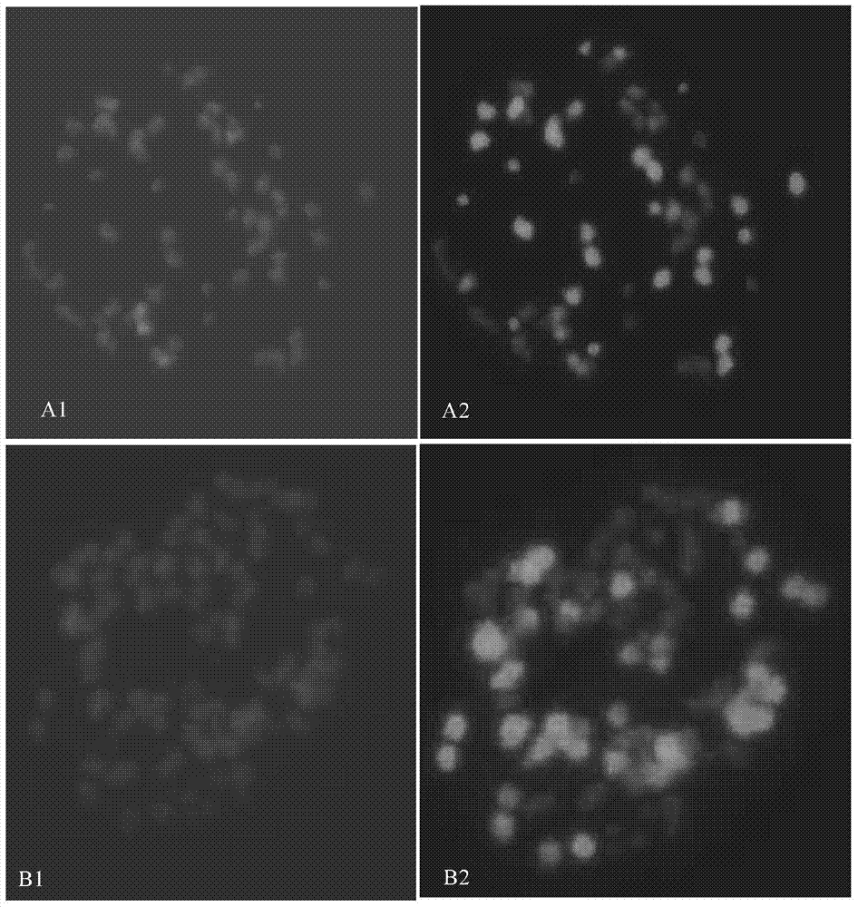 Method for interspecific hybrid genome in-situ hybridization of crambe cordifolia