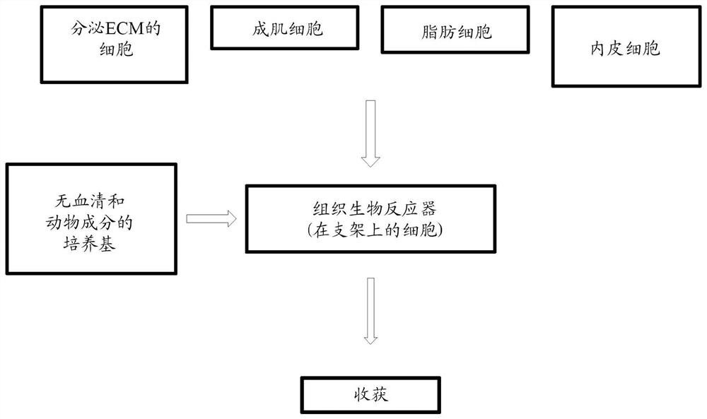 Culture system and method for large-scale production of cultured food