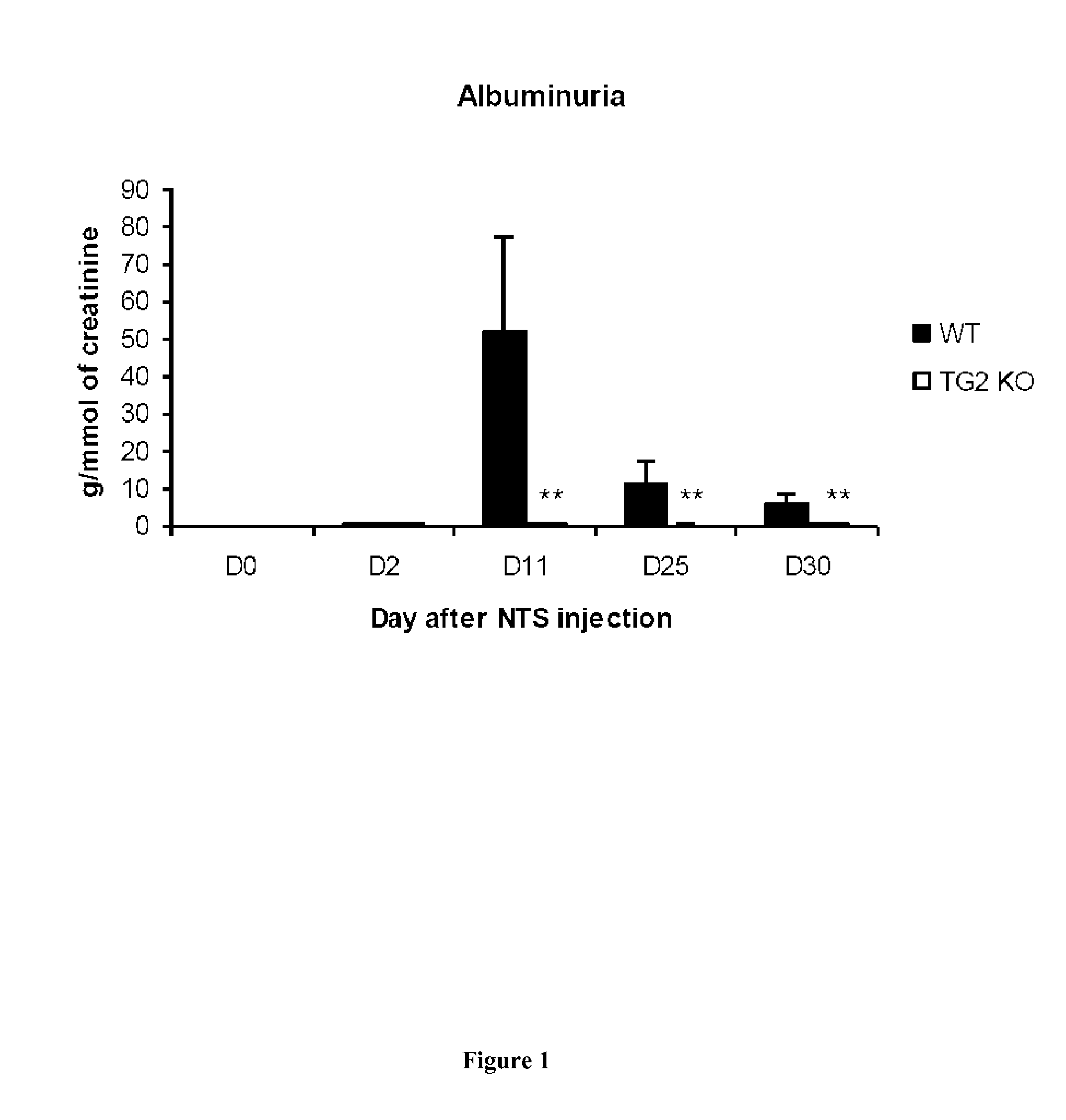 Transglutaminase 2 inhibitors for use in the prevention or treatment of rapidly progressive glomerulonephritis