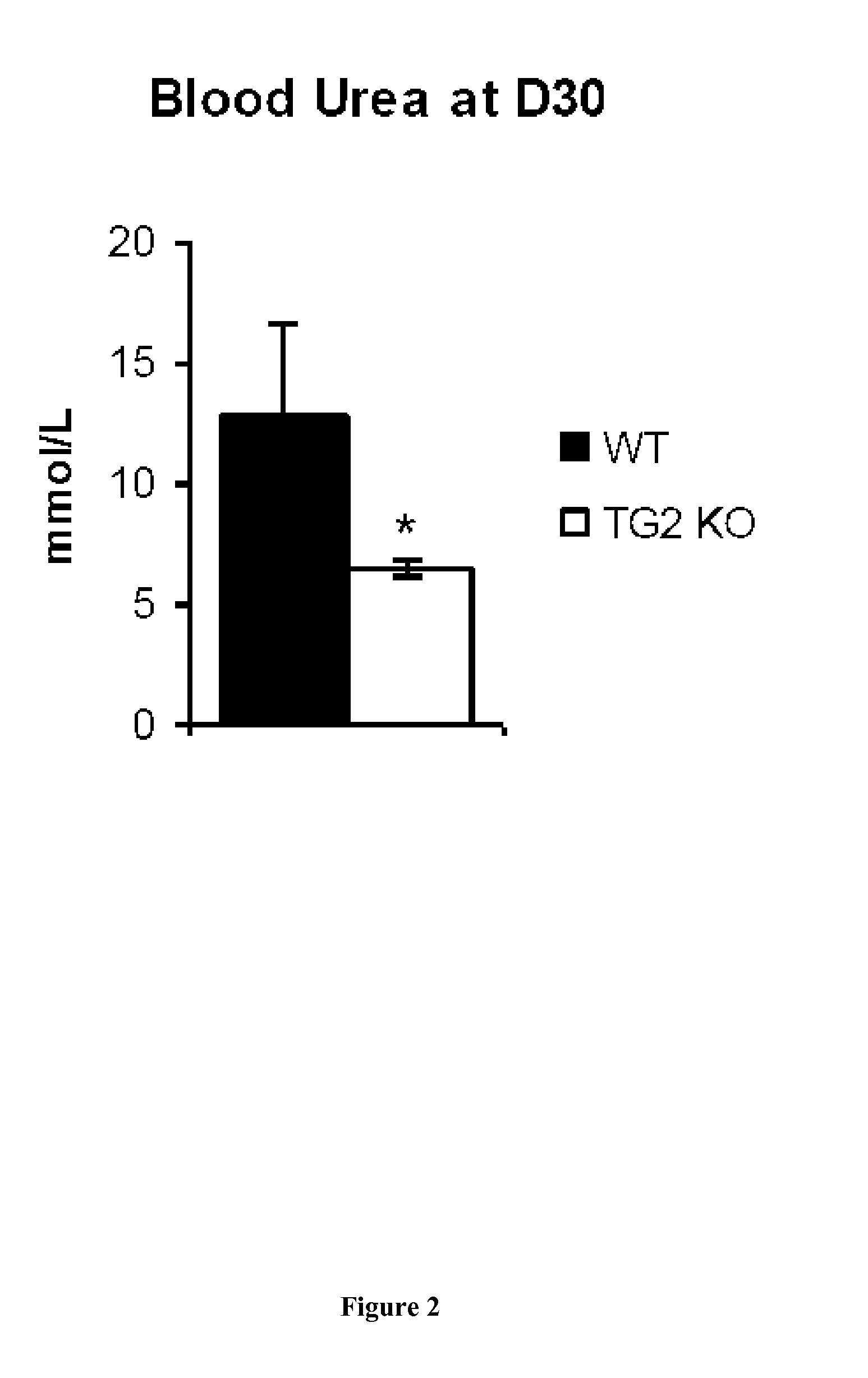 Transglutaminase 2 inhibitors for use in the prevention or treatment of rapidly progressive glomerulonephritis