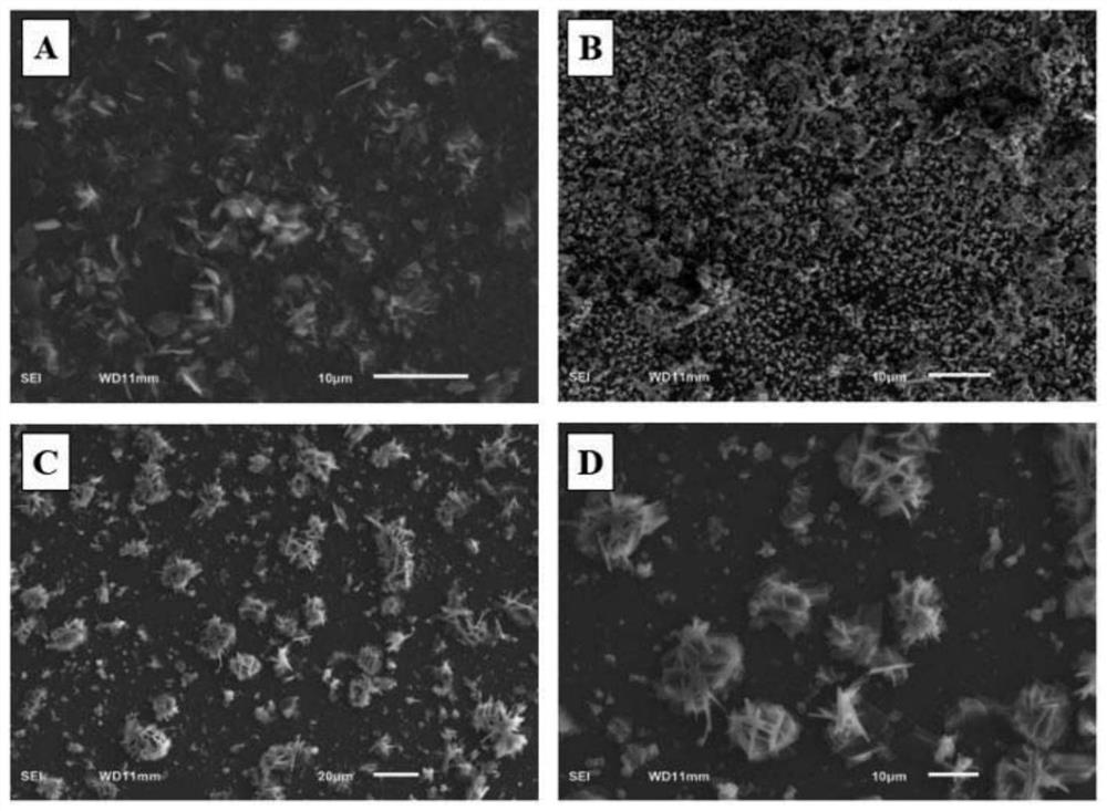 Preparation method of label-free electrochemical sensor for cardiac troponin I and detection method for CTNI