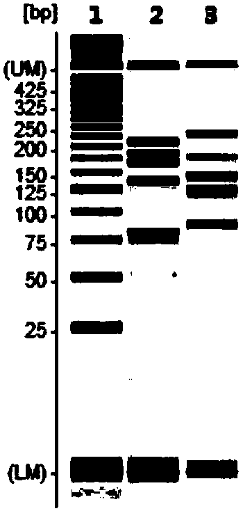 Primer combination for synchronously detecting 14 animal-derived components in meat or meat products, and applications thereof