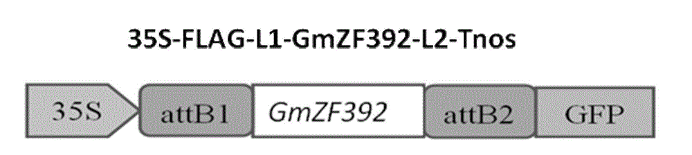 Protein GmZF 392 derived from soybeans and applications of related biomaterials in regulation and control of plant fat