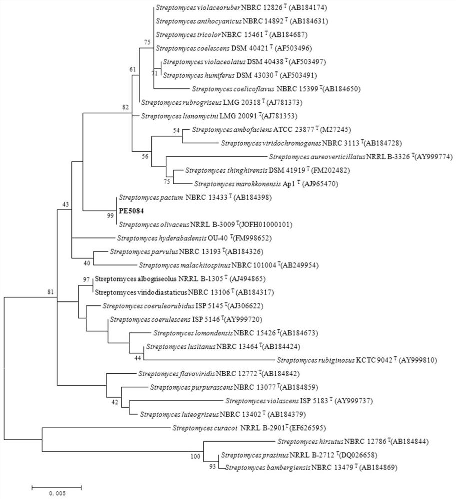 Streptomyces halotolerant, its agent and its application in promoting plant growth