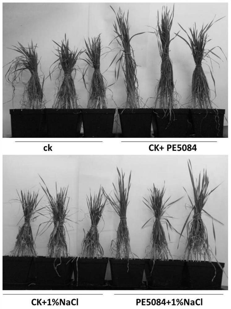 Streptomyces halotolerant, its agent and its application in promoting plant growth