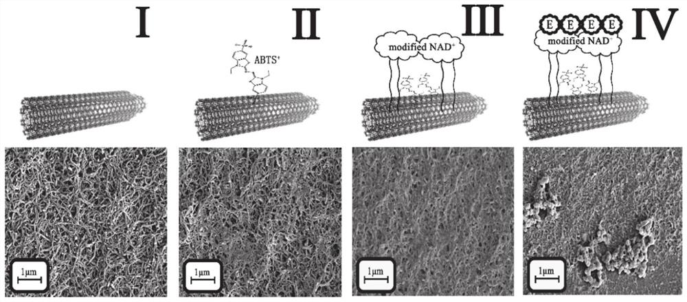 Malate dehydrogenase electrode as well as preparation method and application thereof