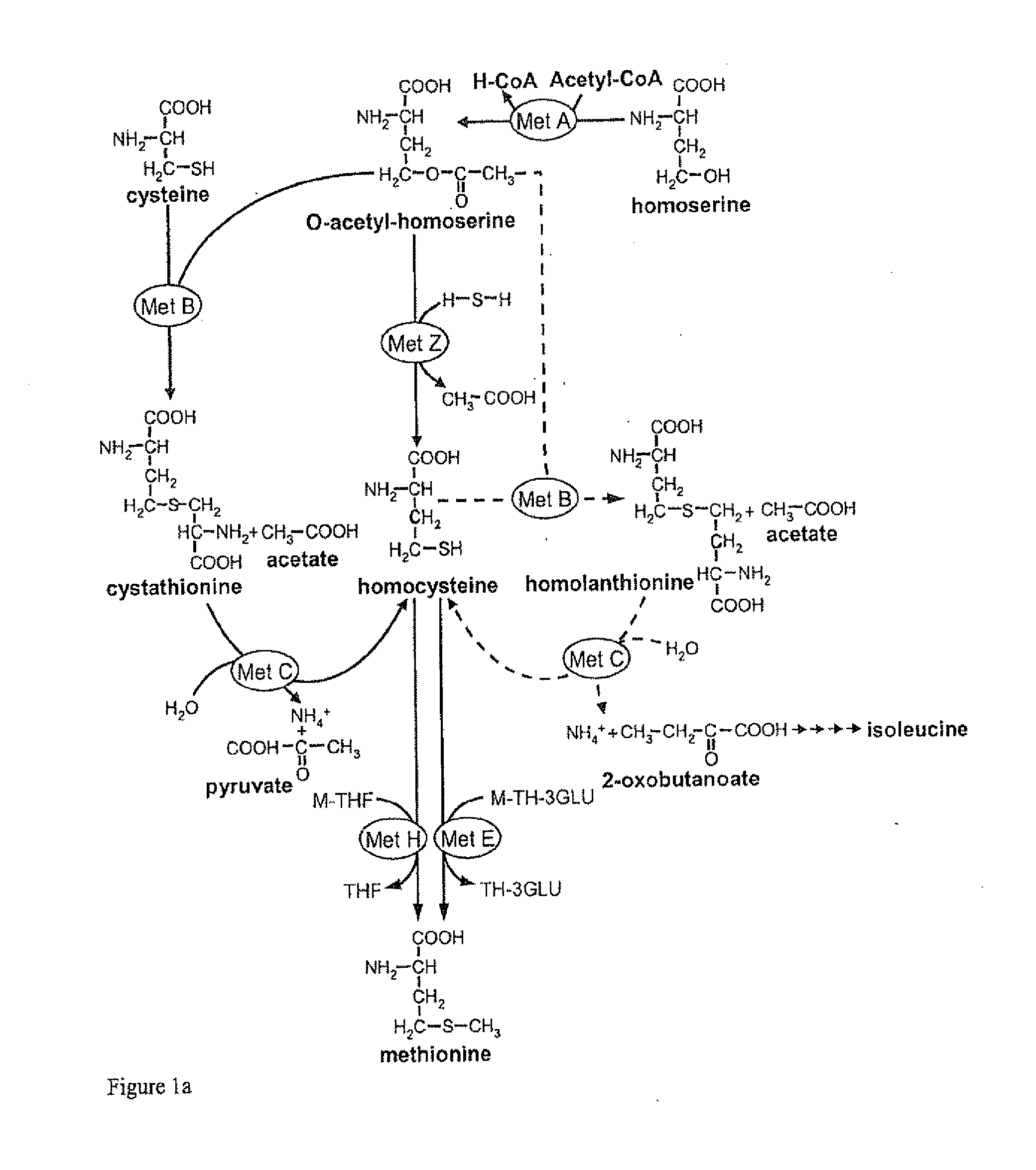 Microorganism and process for the preparation of l-methionine