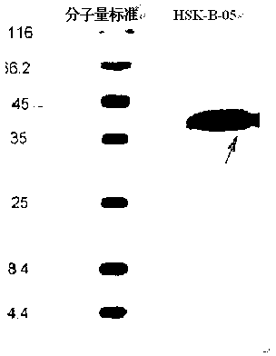 Medicine fusion specifically bound with GLP-2 receptor