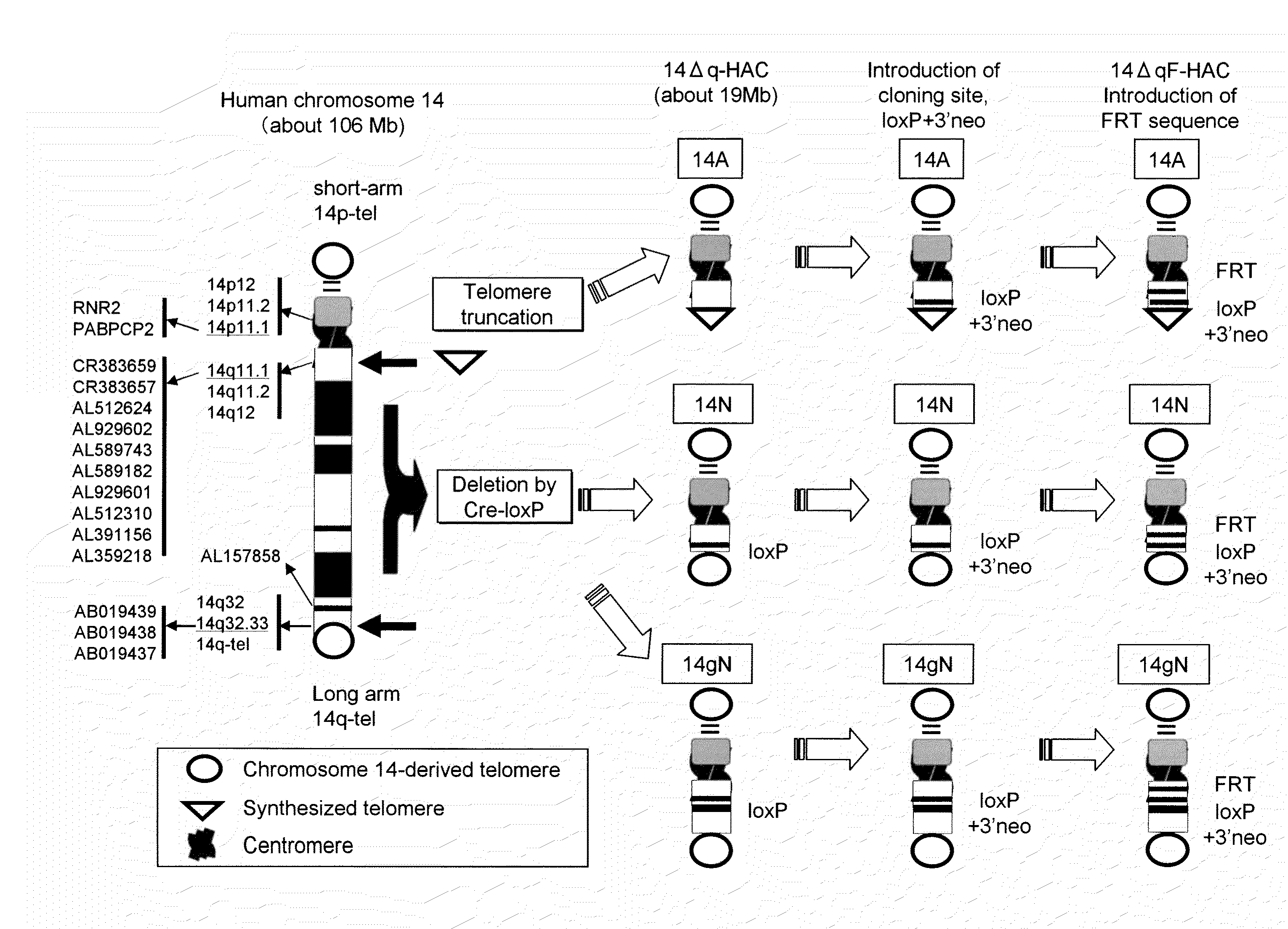 Human artificial chromosome (HAC) vector and human cell medicine comprising same