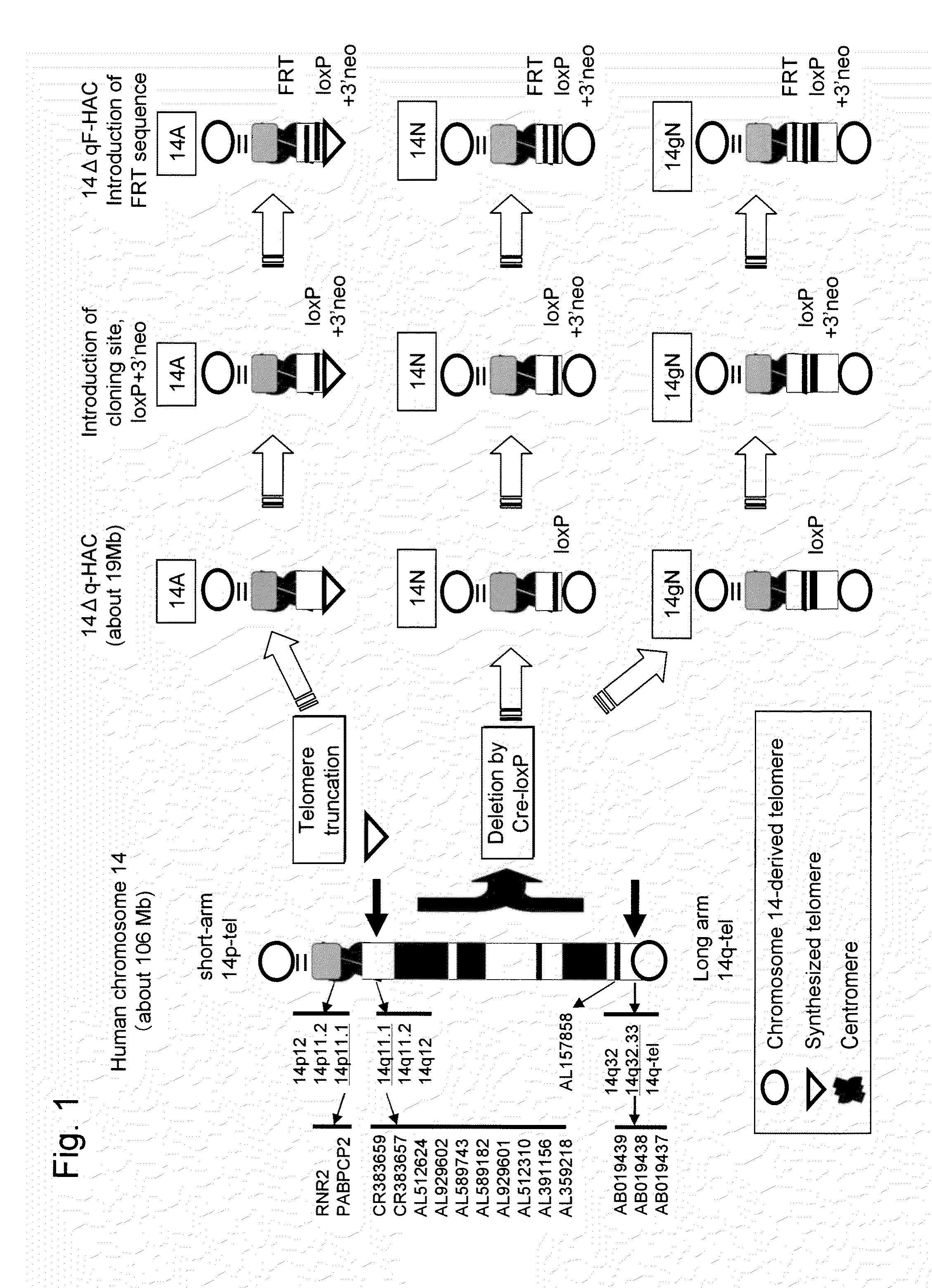 Human artificial chromosome (HAC) vector and human cell medicine comprising same