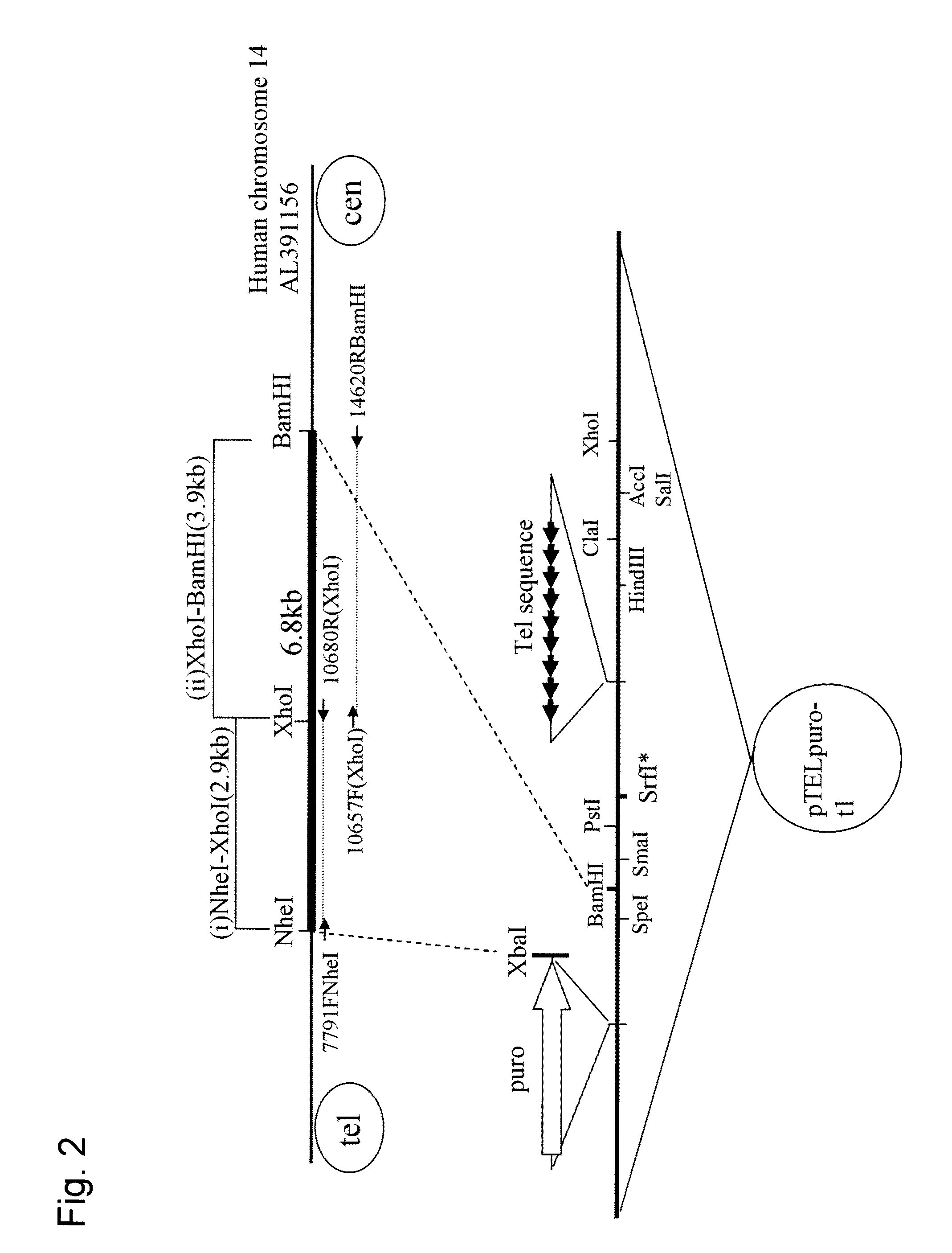 Human artificial chromosome (HAC) vector and human cell medicine comprising same