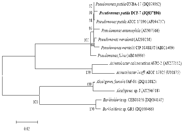 Dicofol degrading bacterium and soil restoration application