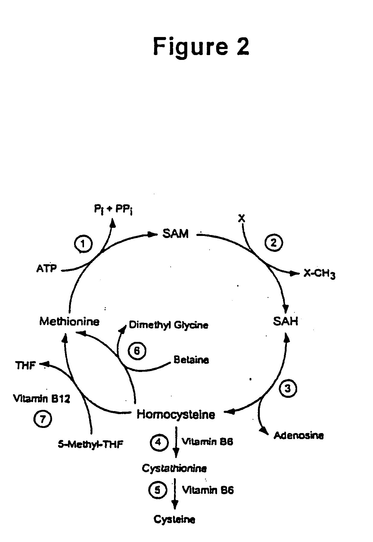 Modulation of protein methylation and phosphoprotein phosphate