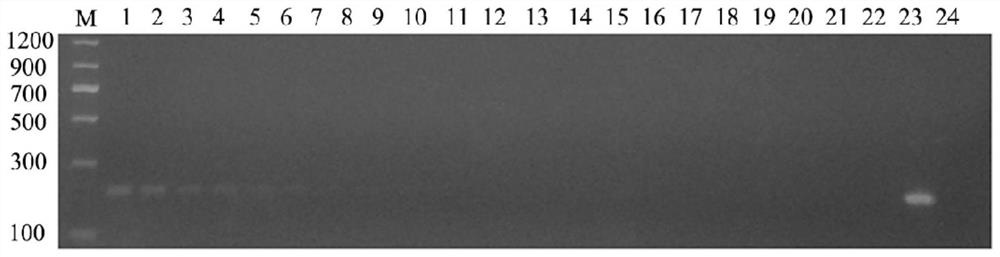 A detection method for the diagnosis of snail infection, an intermediate host of Schistosoma japonicum