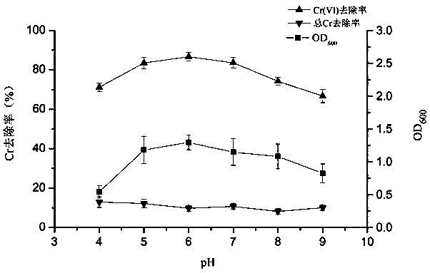 Leersia hexandra Swartz endophytic bacterium capable of reducing hexavalent chromium and preparation method and application thereof