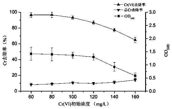 Leersia hexandra Swartz endophytic bacterium capable of reducing hexavalent chromium and preparation method and application thereof