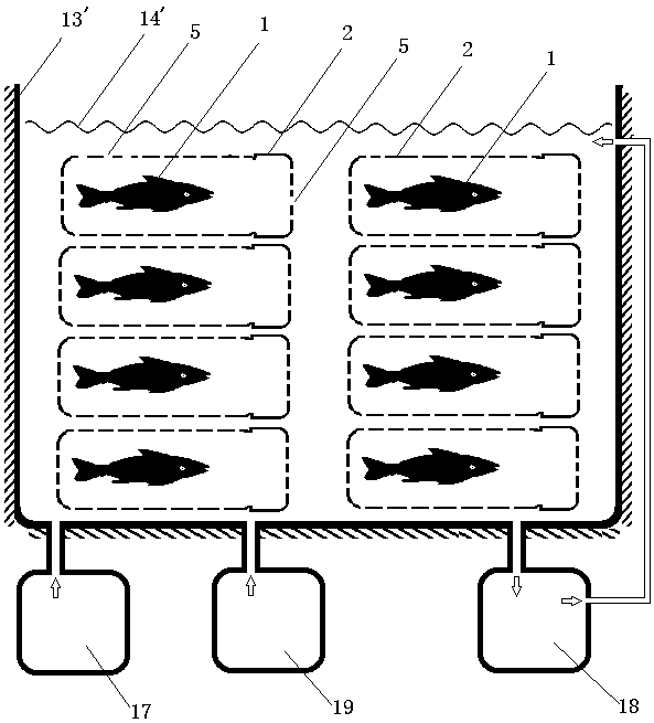 Resting method of wild organic fish and its commodity packaging Wild organic live fish