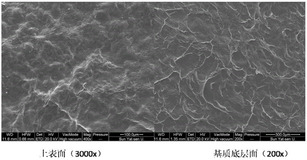 Artificial cornea and preparation method thereof