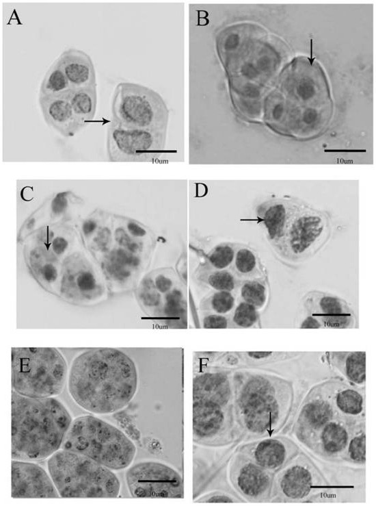 Opportunity and method for inducing 2n pollen of phalaenopsis amabilis