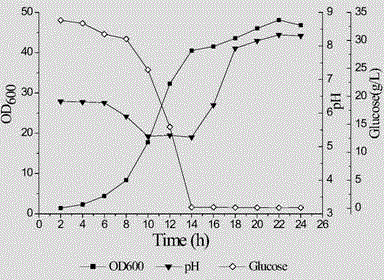 High-density fermentation technique of powdered pichia pastoris