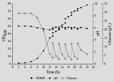 High-density fermentation technique of powdered pichia pastoris