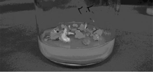 Screening method for using xylose isomerase genes for peanut genetic transformation