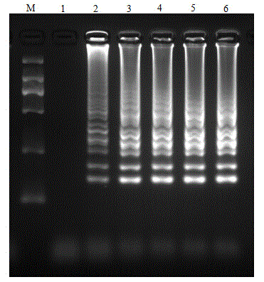 Rapid detection kit and detection method for bombyx mori nuclear polyhydrosis virus