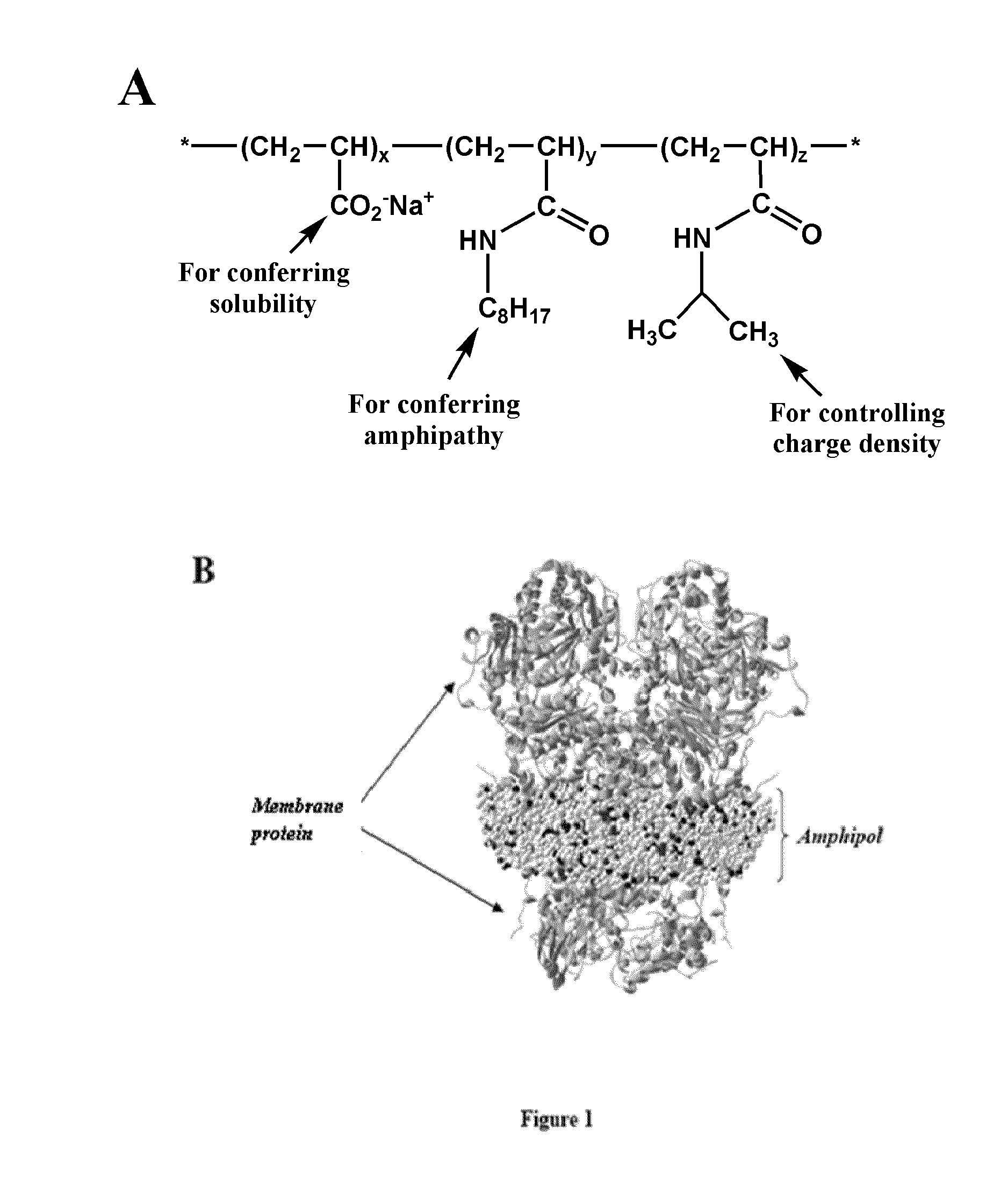 Immobilization of membrane porteins onto supports via an amphiphile