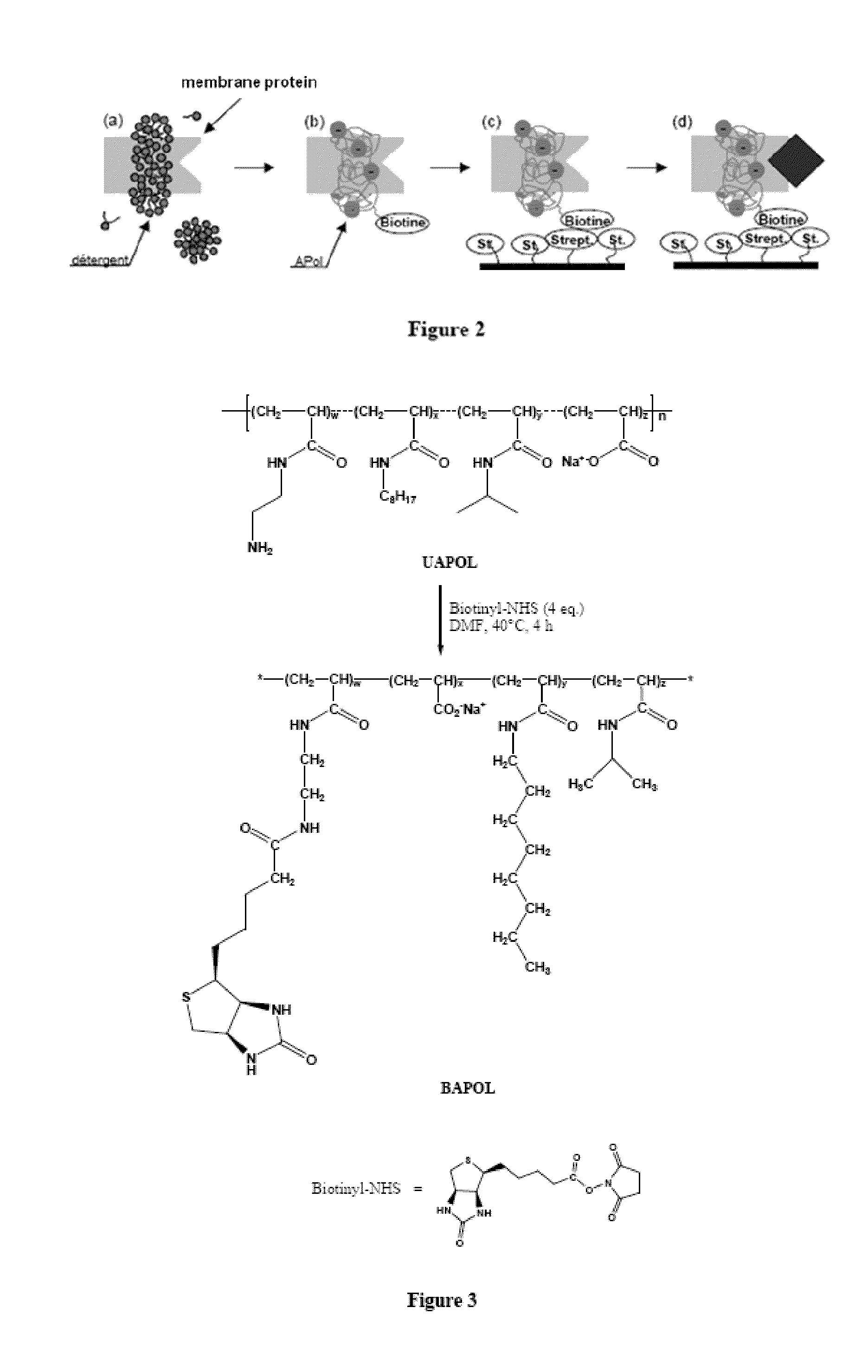 Immobilization of membrane porteins onto supports via an amphiphile