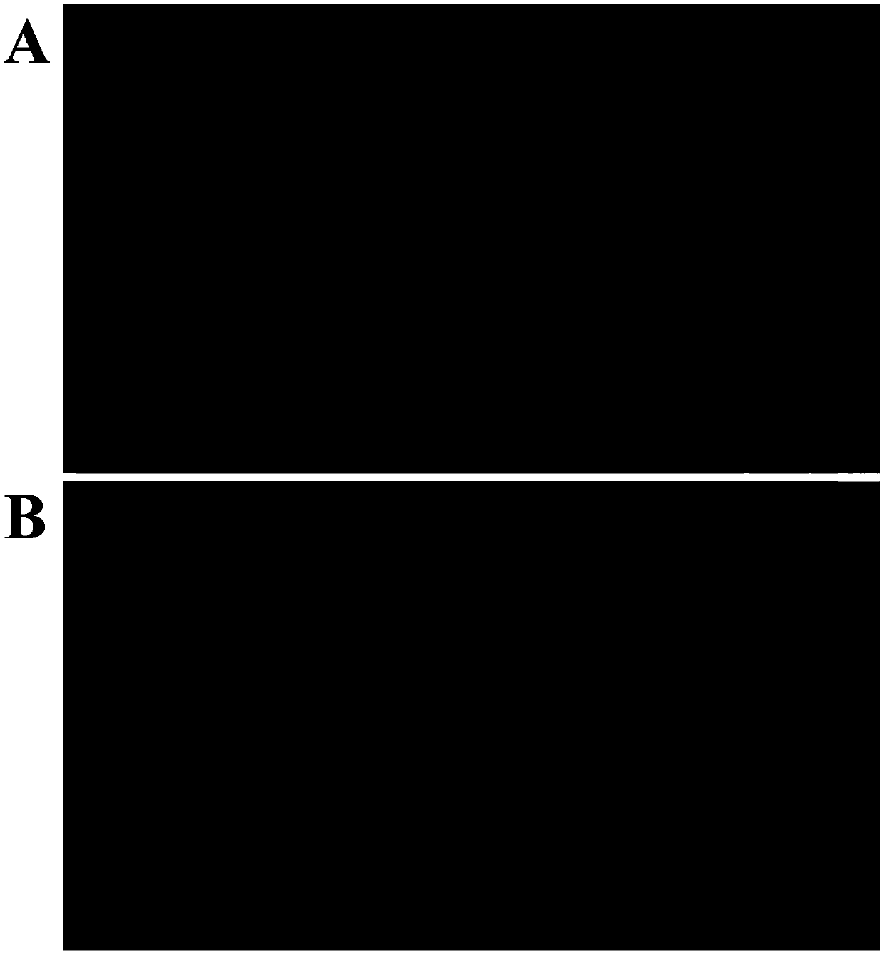 Rapid genotype identification method suitable for map-based cloning