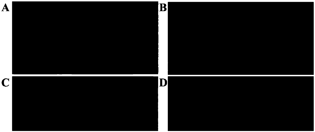 Rapid genotype identification method suitable for map-based cloning