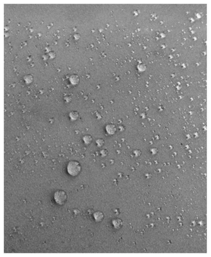 Hydrophobic silica sol precursor composition and preparation method thereof