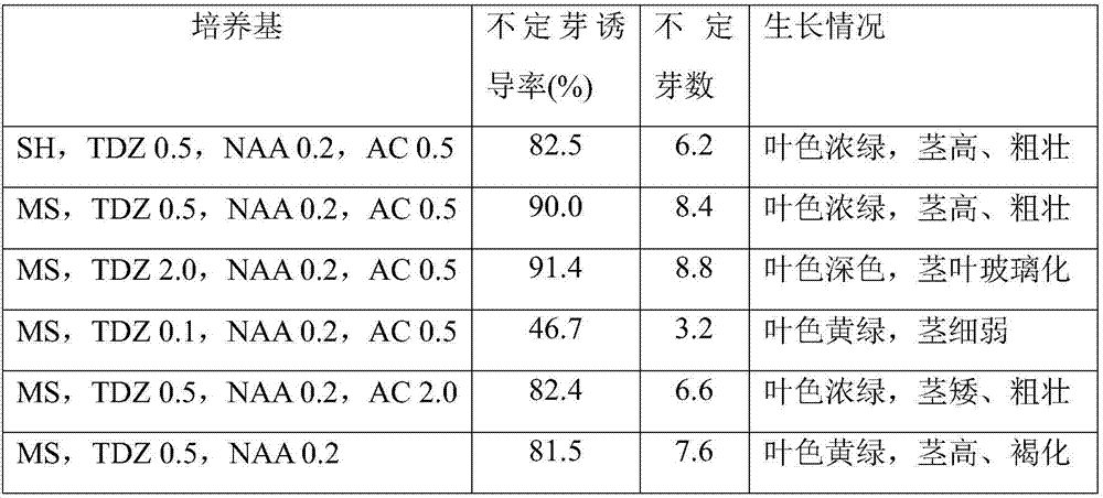 Method for tissue culture and rapid propagation of polygonatum filipes