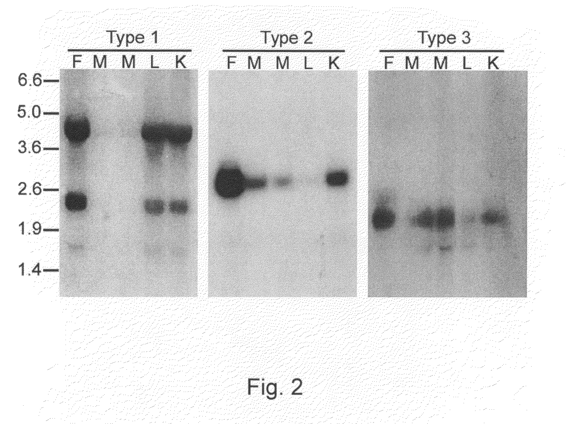 Glycosylation in avians